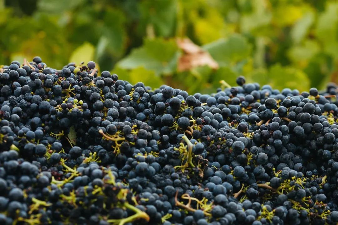 【品种全析】仙粉黛zinfandel / 普里米蒂沃primitivo_酿造_葡萄_种植