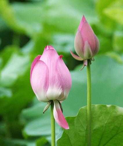 吉星关照,4属相运势如虹,事业进步,生活锦上添花_机会_生肖_财运