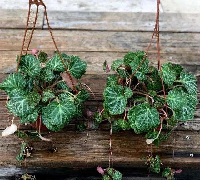 金丝荷叶好看又好养,认识的人却不多,只要方法正确,轻松养爆盆_土壤