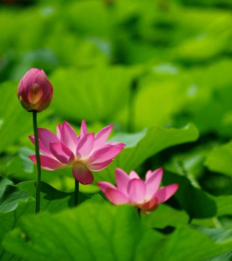 4属相贵人相助,机遇不断,事业顺利,生活锦上添花_财富_机会_财运