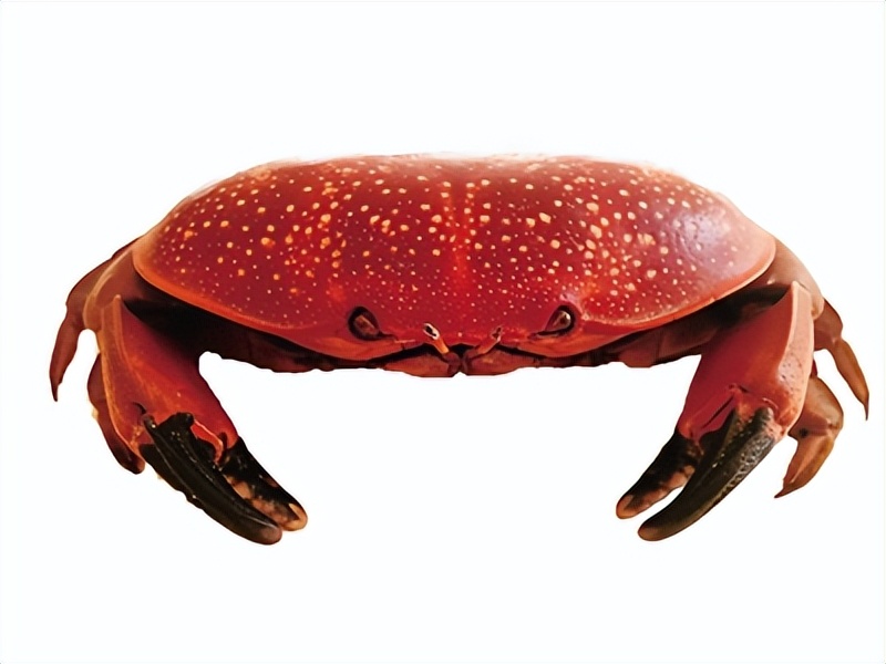 正直爱洁蟹的不寻常名字背后隐藏了什么秘密?_海洋生物_方式_食物