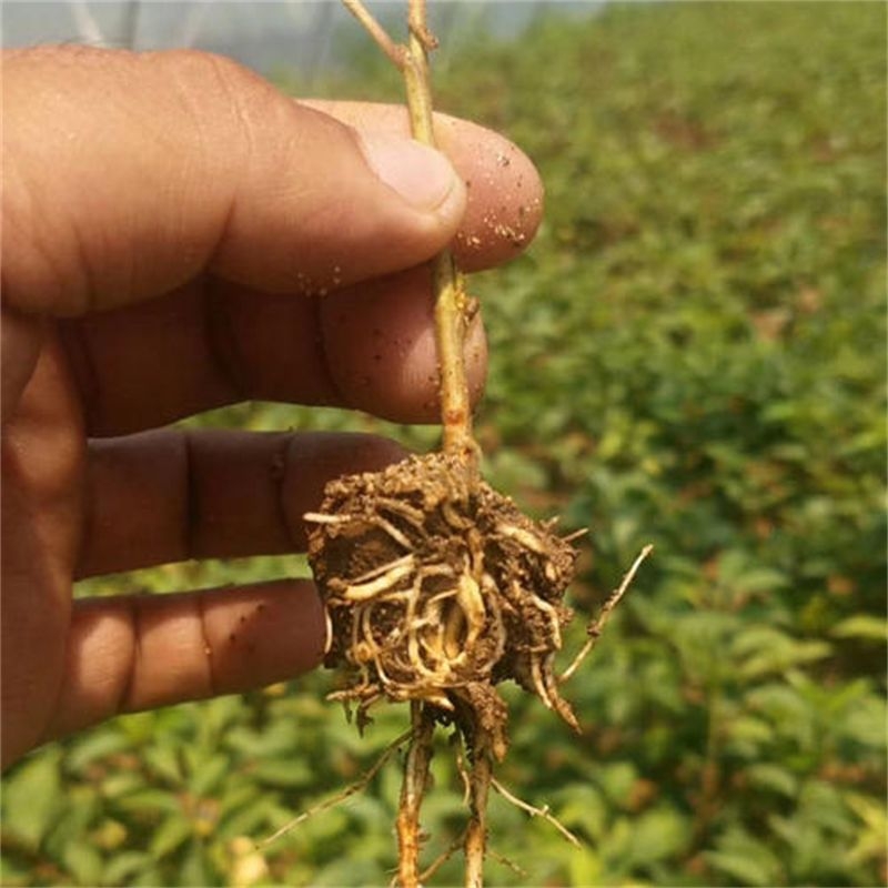 吉塞拉6号砧木苗嫁接大樱桃有哪些优势与特点