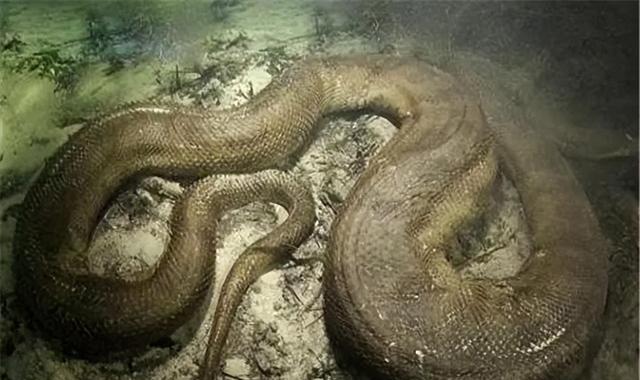 安徽2400岁大蟒蛇渡劫图片