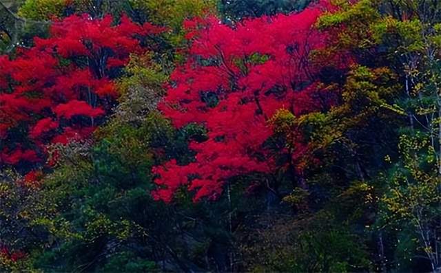 郭進拴|祥龍谷紅葉_楓葉_葉子_燃燒