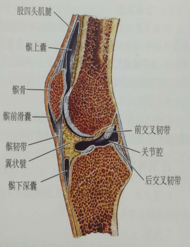 髌前滑囊炎:膝关节周围有许多滑囊,多位于骨突与肌肉,肌腱与皮肤和