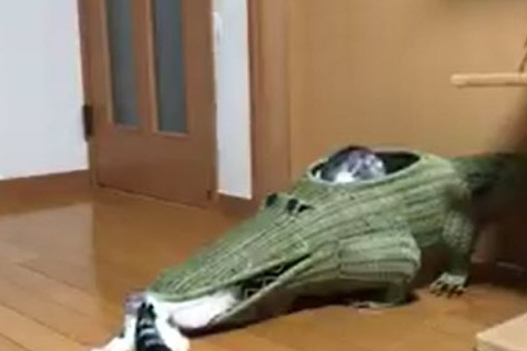 猫咪硬要钻进鳄鱼嘴巴，钻到一半悲剧发生，网笑：奴才不救驾吗？