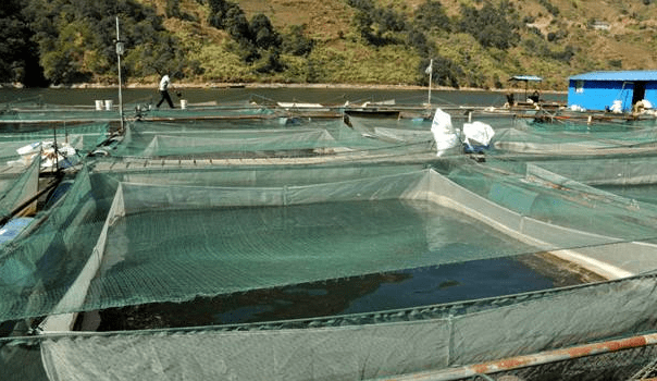 水產養殖的肥水培藻?池塘肥水怎麼調?做好這三條就夠