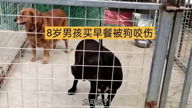 江西8岁男童买早餐被狗扑咬伤……_受伤_主人_男孩