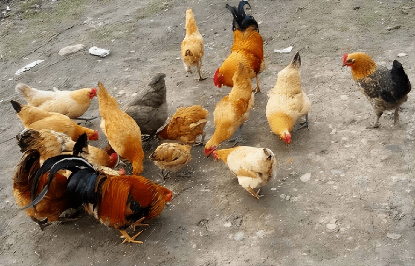 鸡拉红痢吃什么药?赶快收藏起来_症状_盲肠_粪便