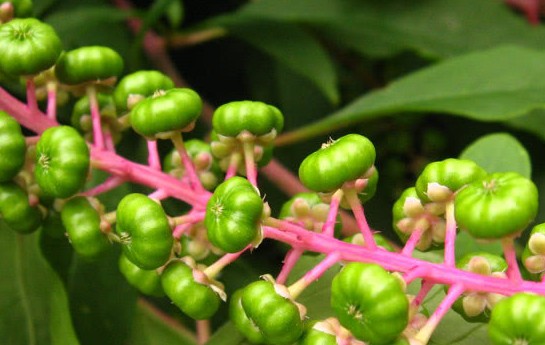 农村这野果形似葡萄,却深藏"剧毒"却不知药用价值堪比"人参"_植物