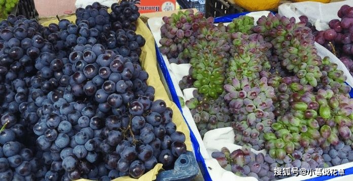 葡萄和提子怎么区分？