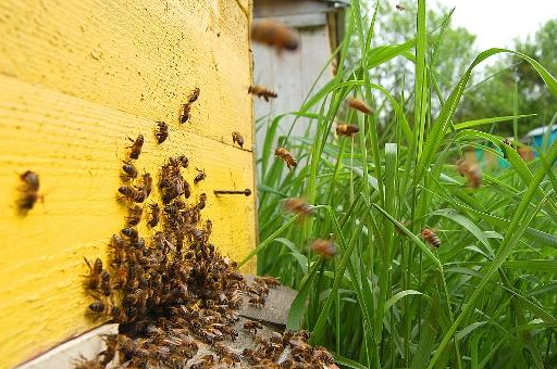 不清楚蜜蜂冬季是不是应该通风主要是没有搞清楚蜜蜂冬季是不是会冬眠