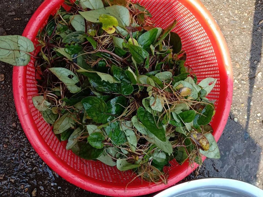 长得像兔耳朵,人称"妇女之友",见到请珍惜,如今价值很高_植物_种植