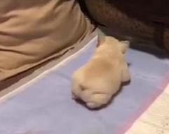 柯基对着小狗一顿咧嘴，结果发现是假狗… 