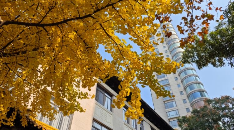 大沽路银杏,我愿称你为静安"醉"美!_街道_上海_美景