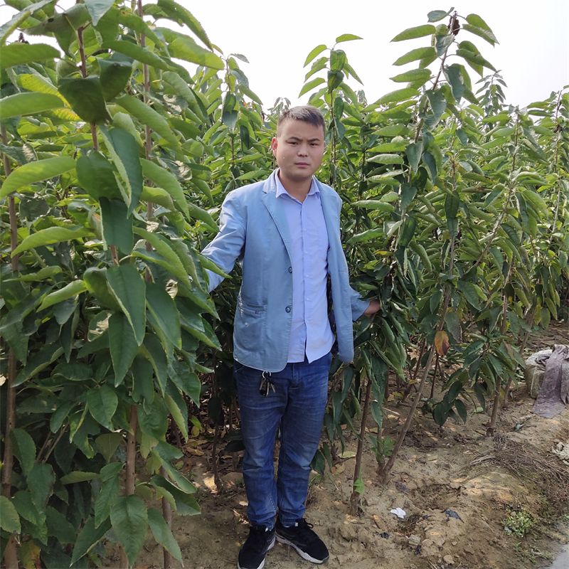 奥红樱桃苗又称为德樱一号樱桃,其优势早熟果实大口感甜