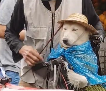 突然下雨了，老爷爷给狗狗戴帽子，老爷爷：可不能淋湿了！ 
