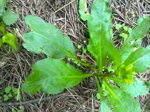 这种植物在农村俗称还阳草,殊不知它还能做菜吃,一斤20元