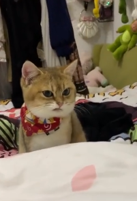 养了猫以后，总有一种自己多了个女朋友的错觉……铲屎官：加1