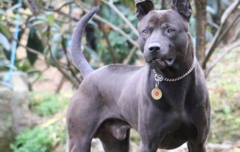 这种犬就是泰国脊背犬,也有人称其为泰皇脊背犬.