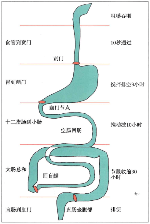 近端胃双通道示意图图片