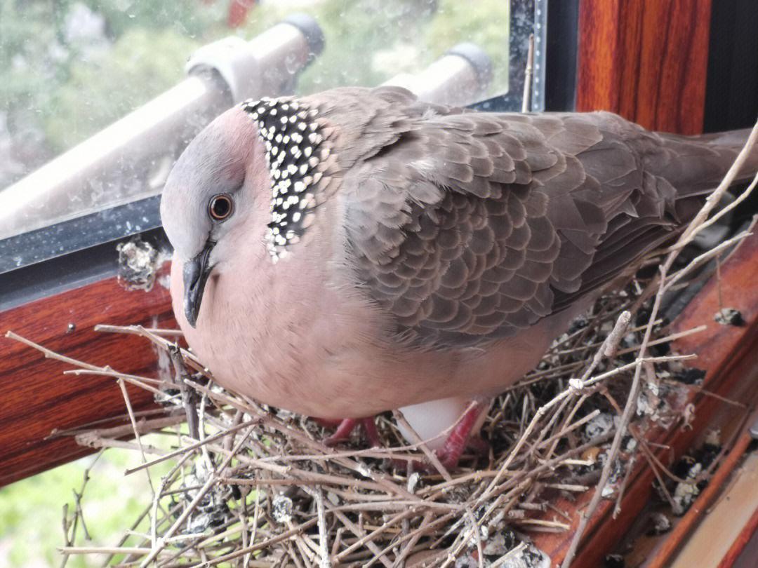 布穀鳥_巢穴_鳥類