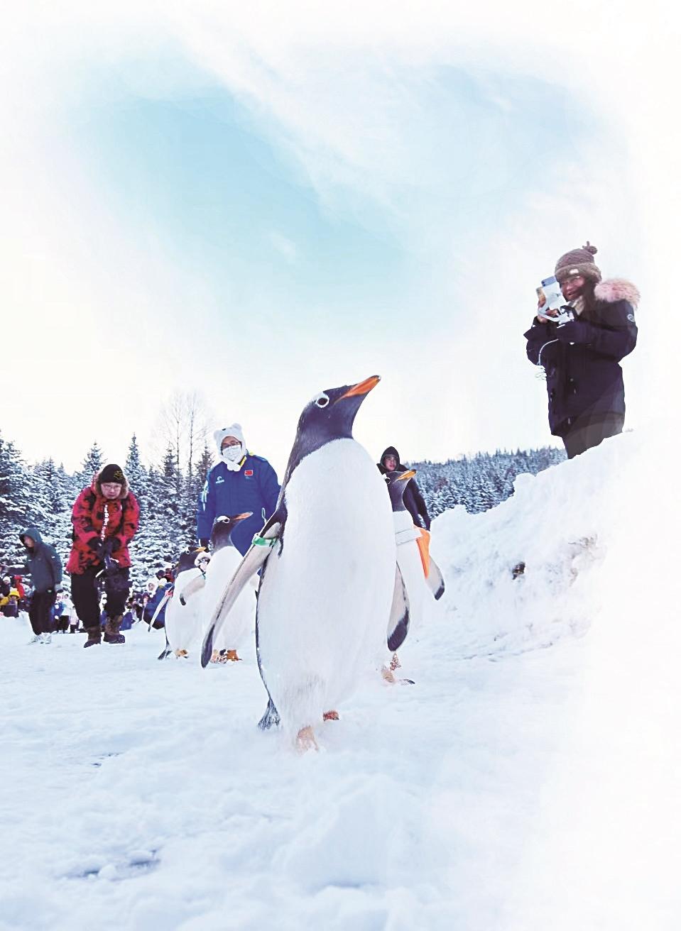 越冷越火熱的中國雪鄉——賞析_旅遊_景區_遊客