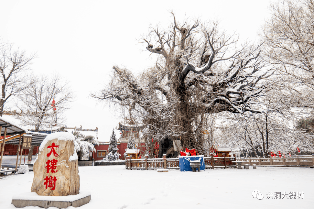 冬天他们才能互诉衷肠年年落雪,雪落年年,慢慢即漫漫洪洞大槐树老家的