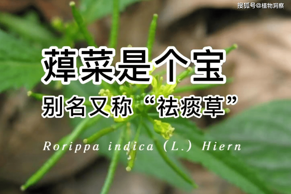 高蔊菜图片