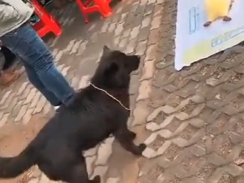 街边套圈套了条小黑狗，狗子当时就蒙了：“我它汪的有家了？” 