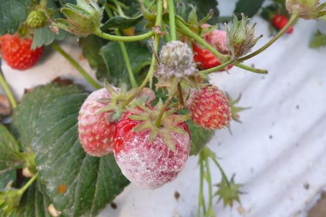 草莓花果期易得哪些病害?如何防治?