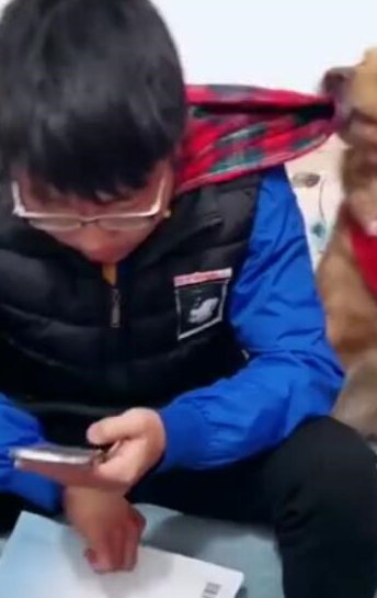 养金毛之后，孩子想玩手机，金毛比老师家长管的还严，监督读书 