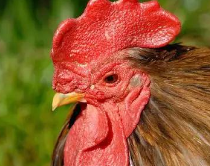 鸡冠头能不能吃?老中医一句话揭晓答案,吃货的朋友拿稳了筷子!