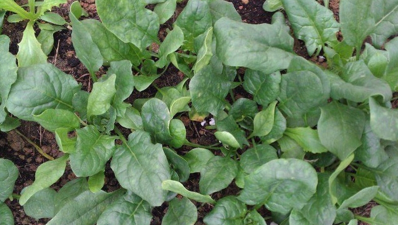 自己種菠菜,用一個小方法,出苗多發芽快長勢旺,吃完一茬又一茬_種植