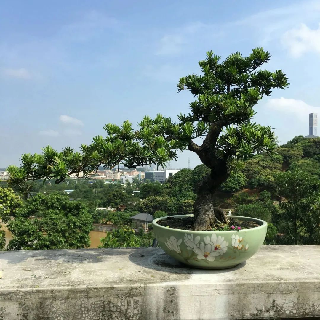 【造花园】一棵松,便成景——花园里的罗汉松_造型_树体_修剪
