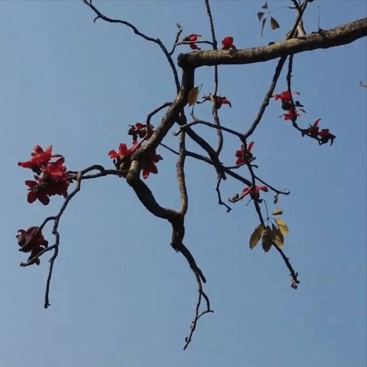 怒江明珠潞江坝