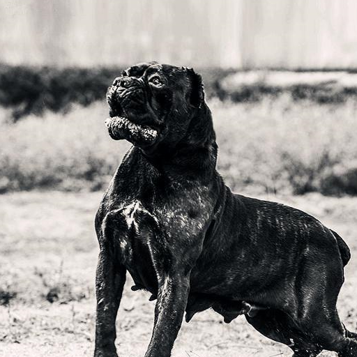 比特犬產自於美國,比特犬屬於寧可戰死沙場也不退縮,畏懼的鬥犬.