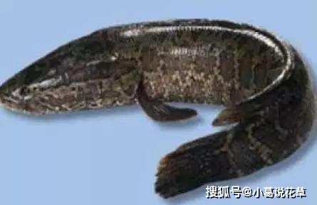 第六種:抗浪魚.