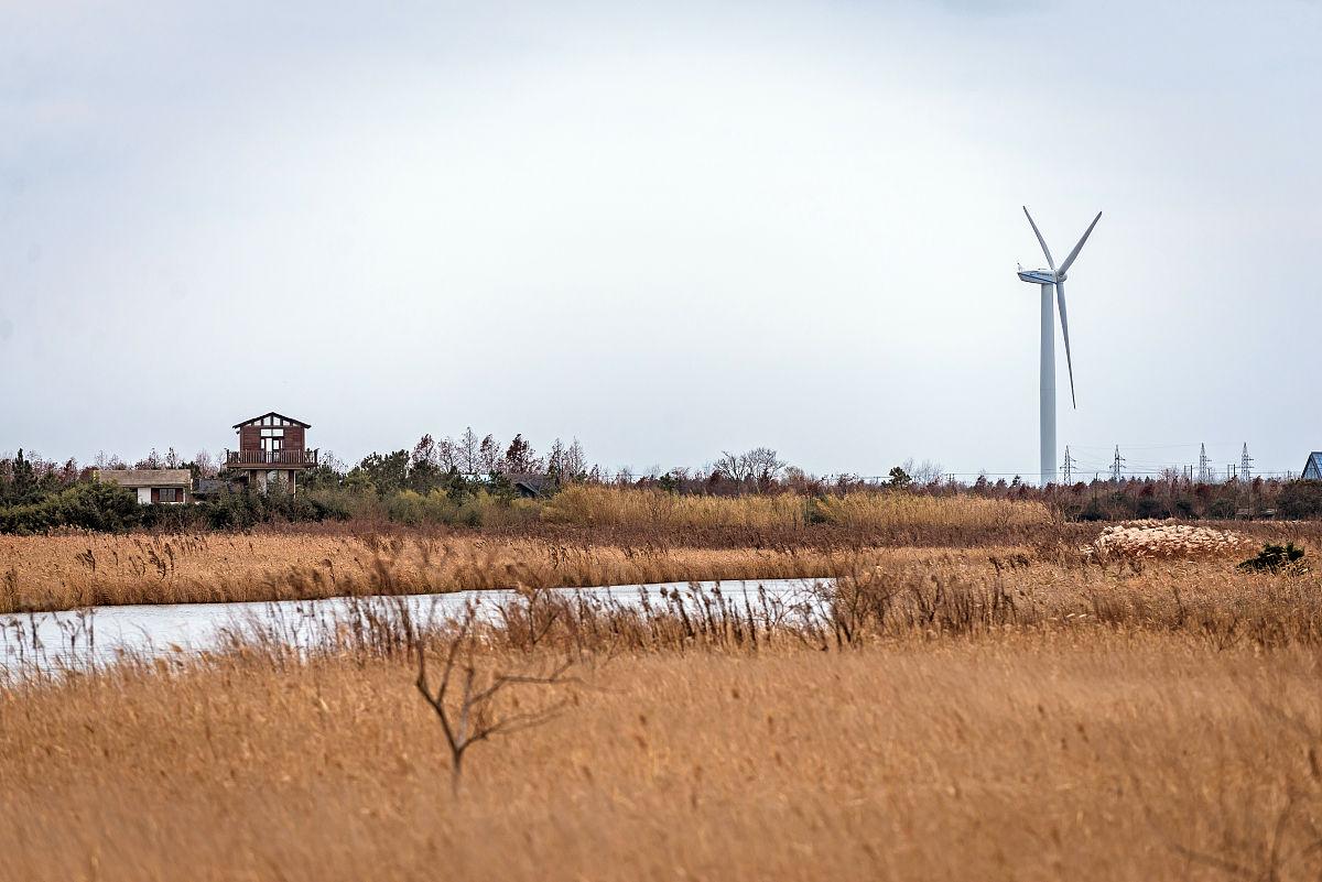 上海崇明東灘溼地公園:一片生態綠洲的魅力_進行_遊客_候鳥