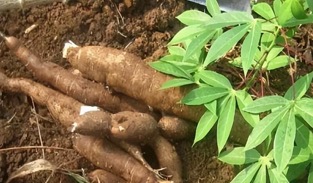 木薯明明全株都有毒，曾经却被当成主粮食用，如今还被大量种植？(图11)