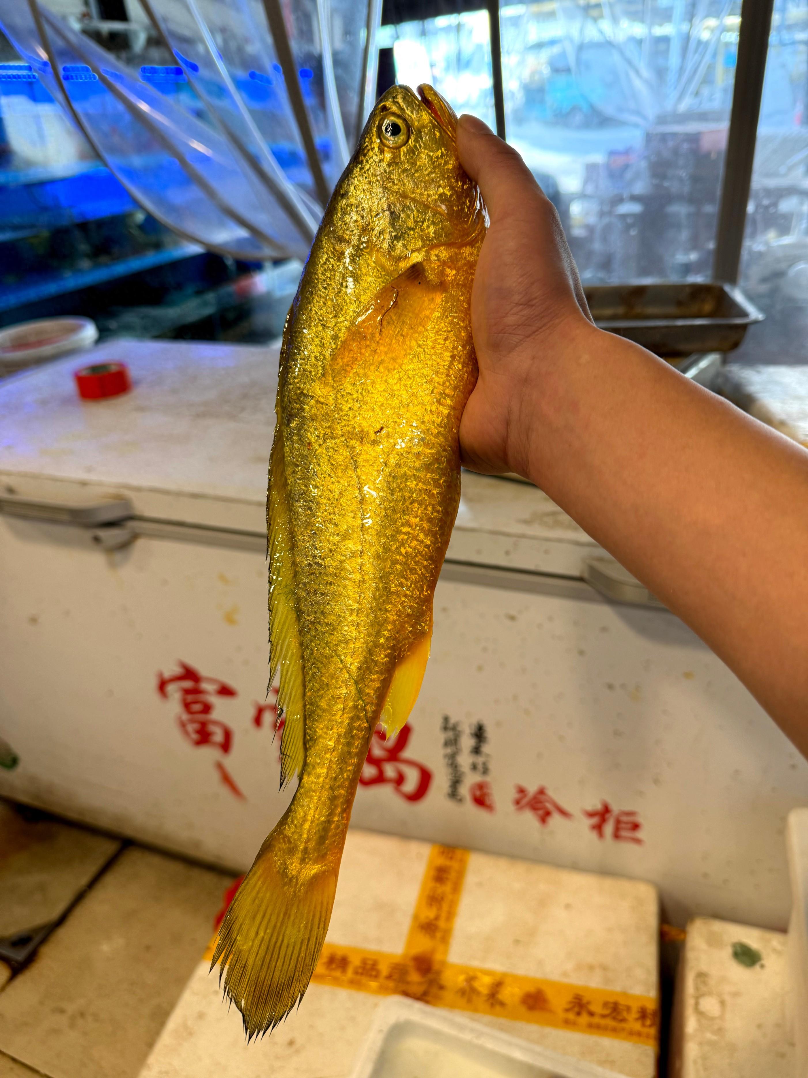 介绍野生大黄鱼之乡及一斤多野生大黄鱼价格表_福建省宁德市_科普