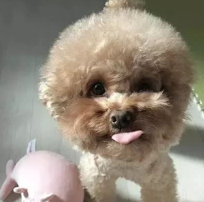 泪奔！这些狗狗到底做错了什么？它们不是人类的出气筒！