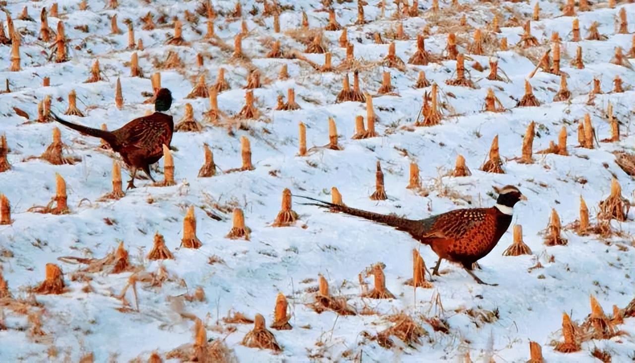 东北野鸡泛滥成灾,为何吃货都无能为力?农民之言:真惹不起!