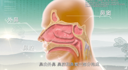 清鼻堂:鼻炎鼻窦炎傻傻分不清?这些区别要牢记_鼻腔_发病_炎症