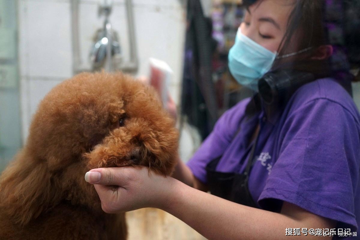 感染犬瘟熱泰迪眼屎呈現出白色膿狀,也有可能是隱藏著某些疾病因素.