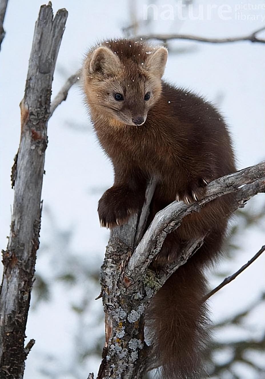 国家一级保护动物紫貂现身长白山,毛茸茸的很警惕,真是相当可爱_种群