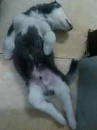 狗狗好着急，我怎么跳上去又下来啦！