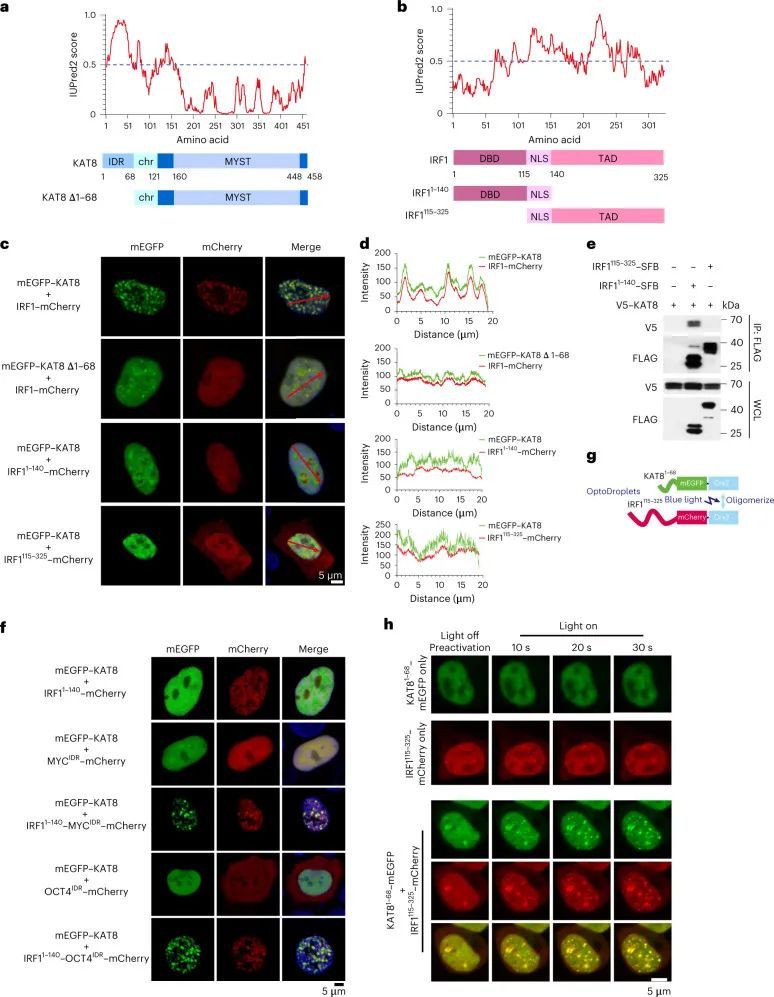 nat cancer | crispr-cas9篩選確定kat8為pd-l1調