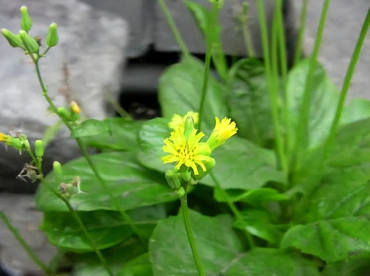 農村這野草被當成菊花,俗稱還陽草,曾經沒人要,如今