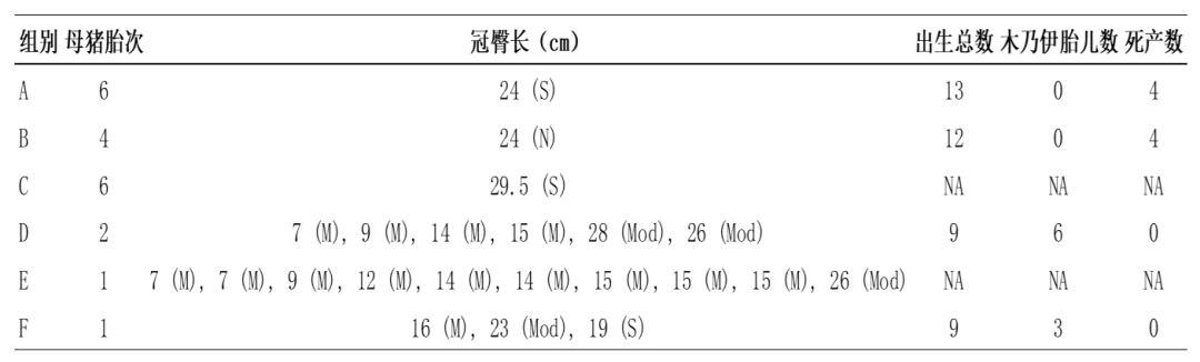 豬麻疹病毒(pomv)可能是豬胎兒死亡和豬腦炎等疾病的